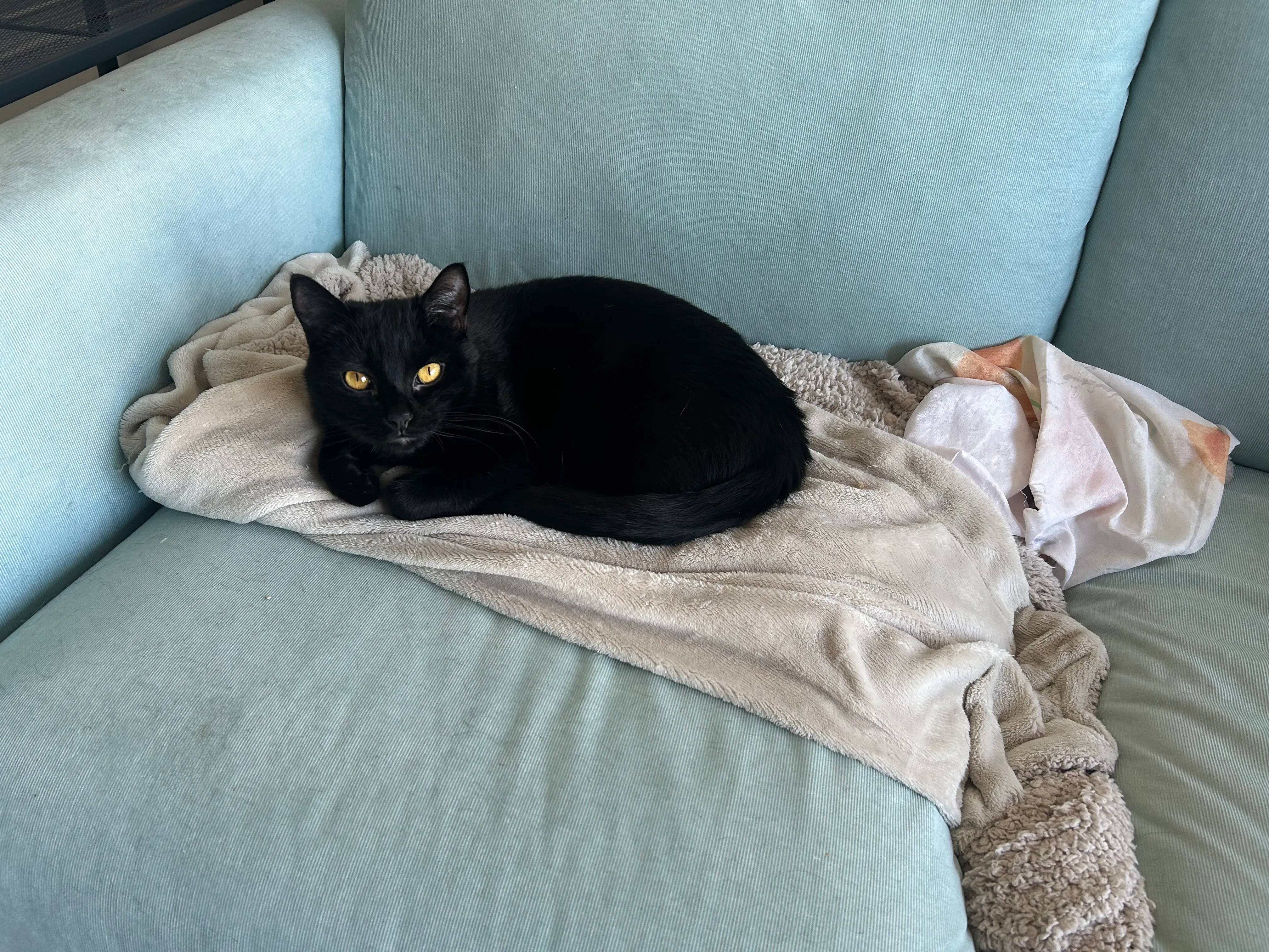 mon chat peppers dort sur le canapé, par dessus un plaid, et regard la caméra. c&#x27;est un chat noir avec des yeux jaunes